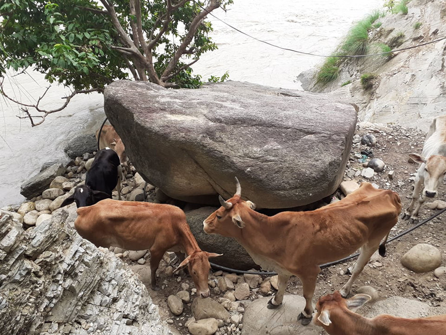 सेती नदीमा फँसे गाई