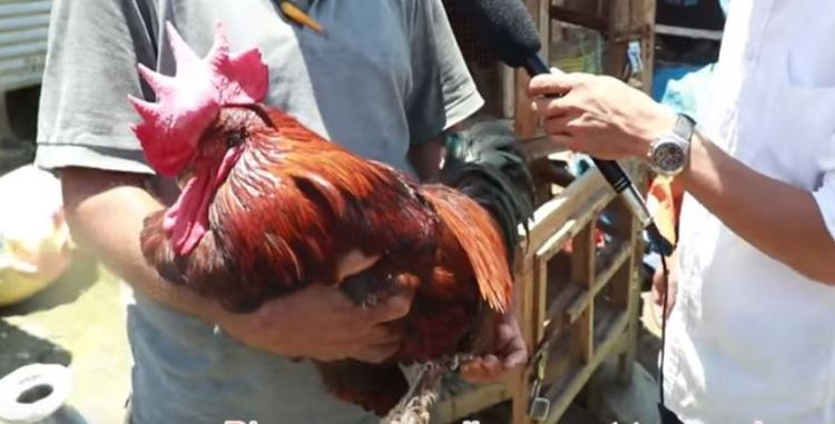 भाले बोकेर सुत्केरी भेट्न वडाध्यक्ष