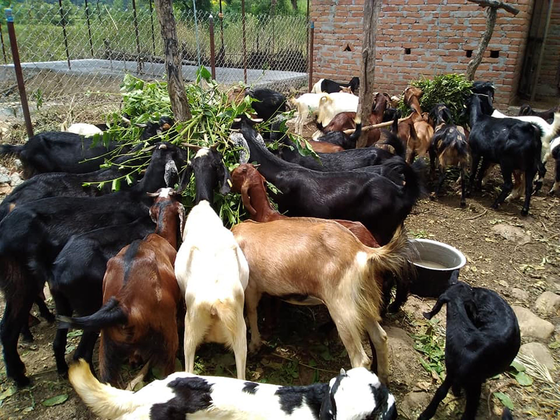 बाख्रा पालनले फेरिएको जीवन