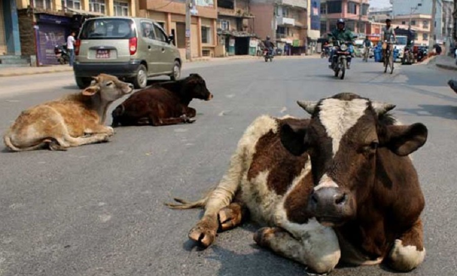 छाडा चौपायाका कारण दुर्घटना बढ्दै