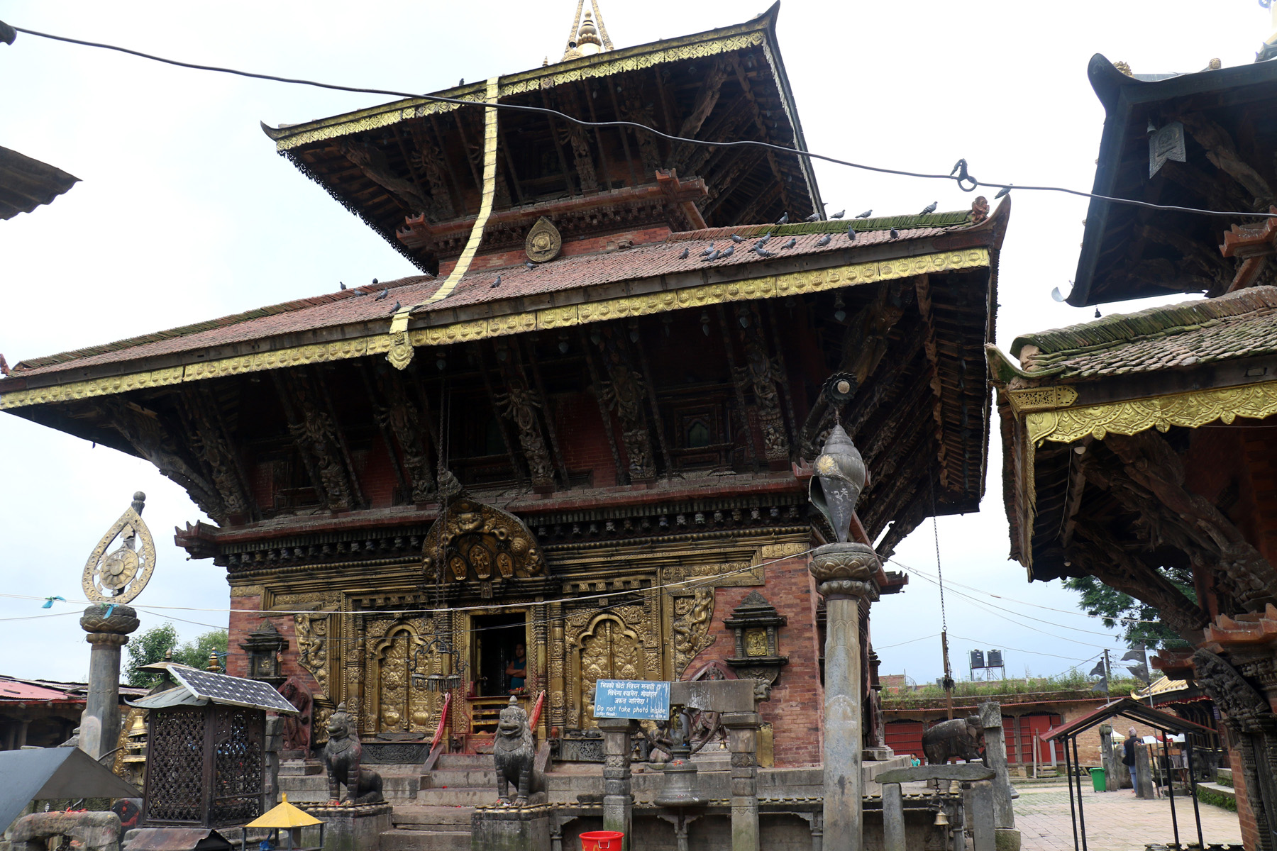 गाई मृत भेटिएको घटनाप्रति ध्यानाकर्षण