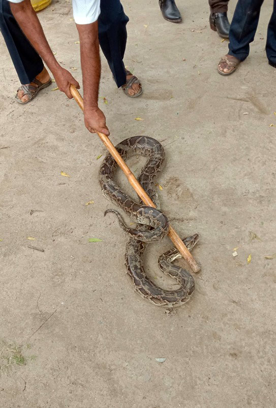 हनुमाननगरमा अजिङ्गर भेटियो