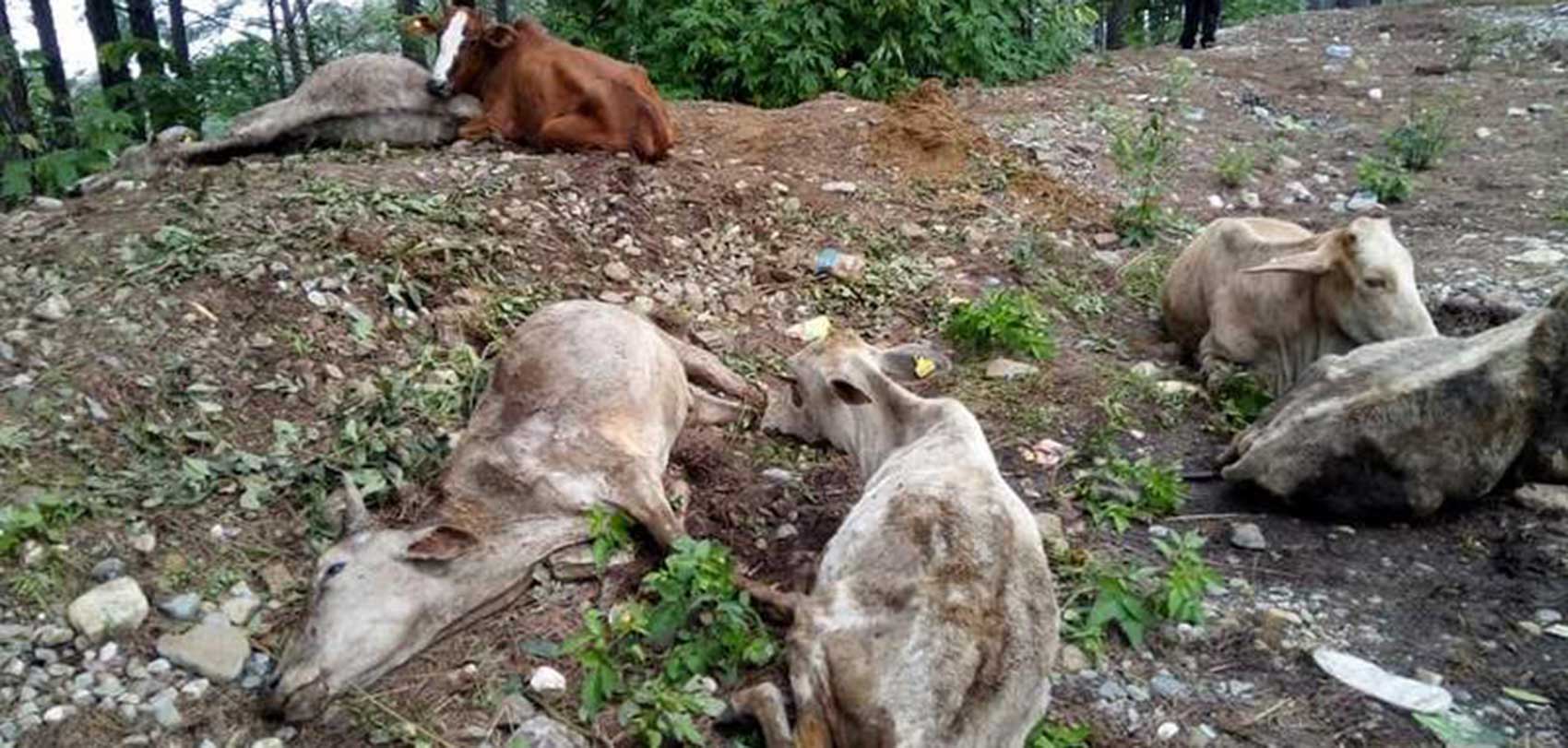 गाई हत्याबारे छानबिन टोली घटनास्थलमा