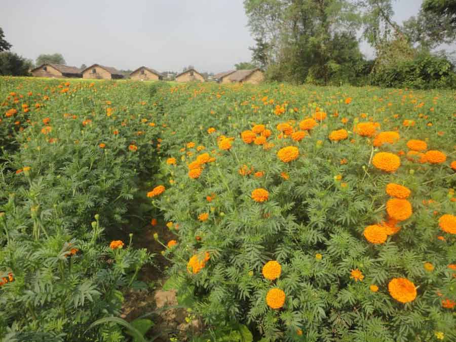 दश हेक्टर जमीनमा फूलखेती