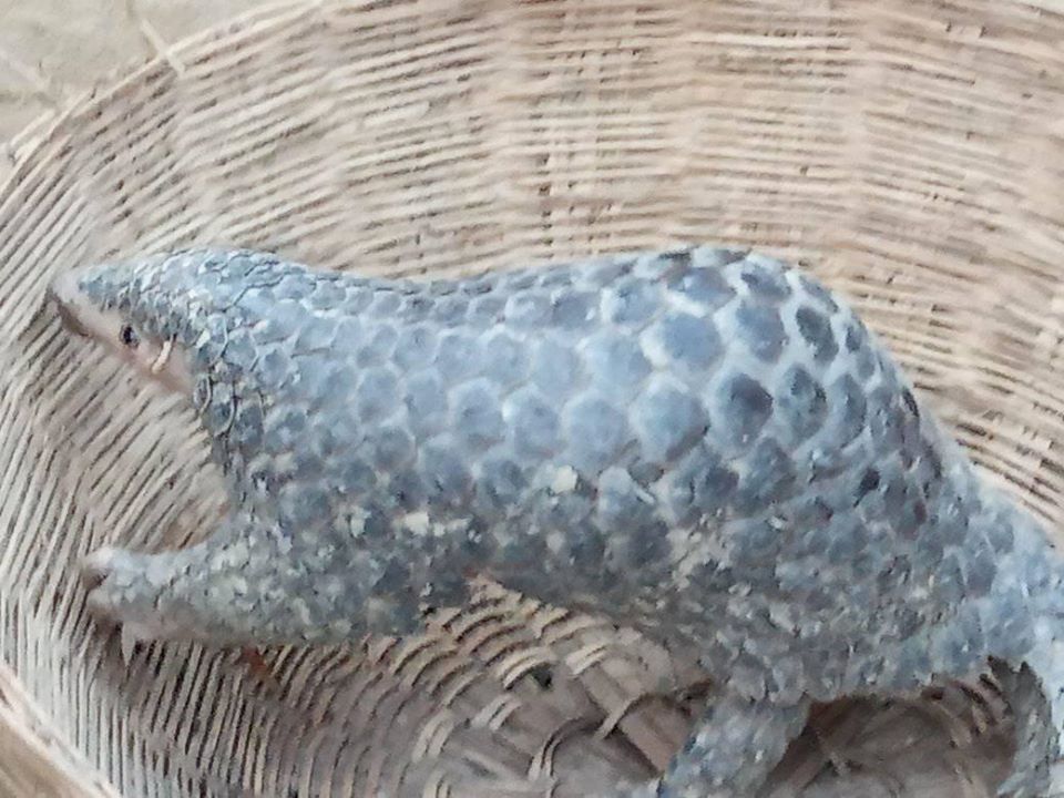 सिहरामा भेटियो अनौठो जनावर