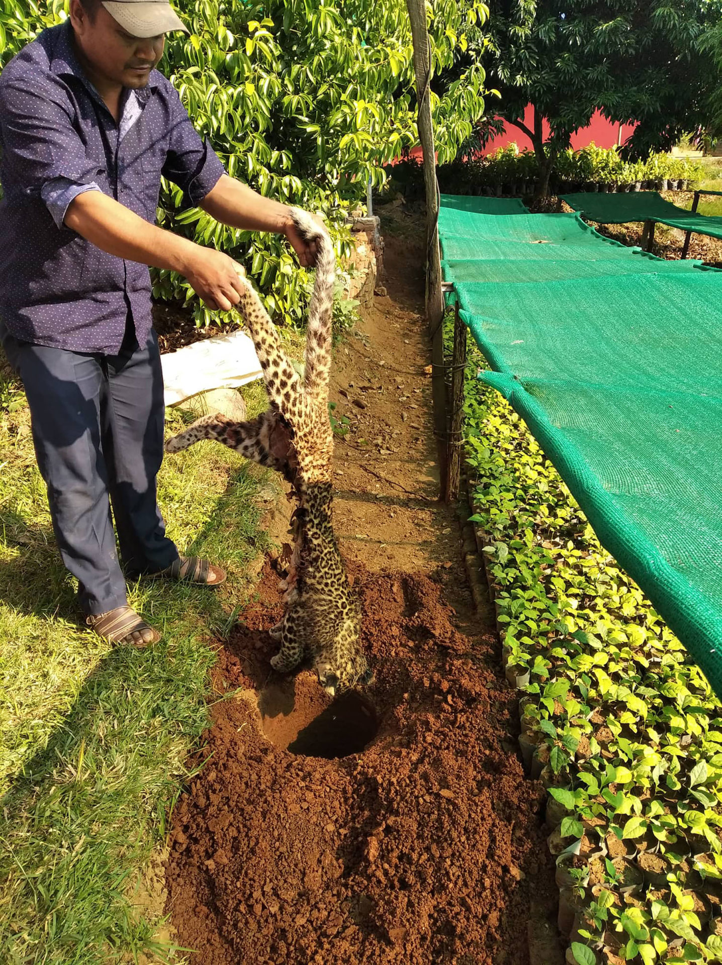 चितुवाको डमरु मृत फेला