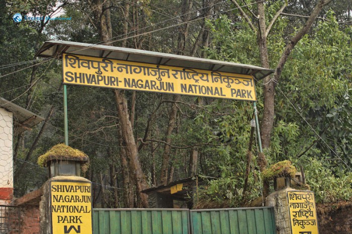 पानी पर्न थालेसँगै चोरी निकासी घट्यो