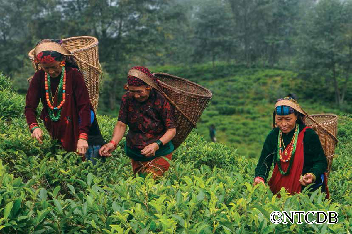 चिया निर्यातमा दोहोरो खर्च झेल्दै बिक्रेता