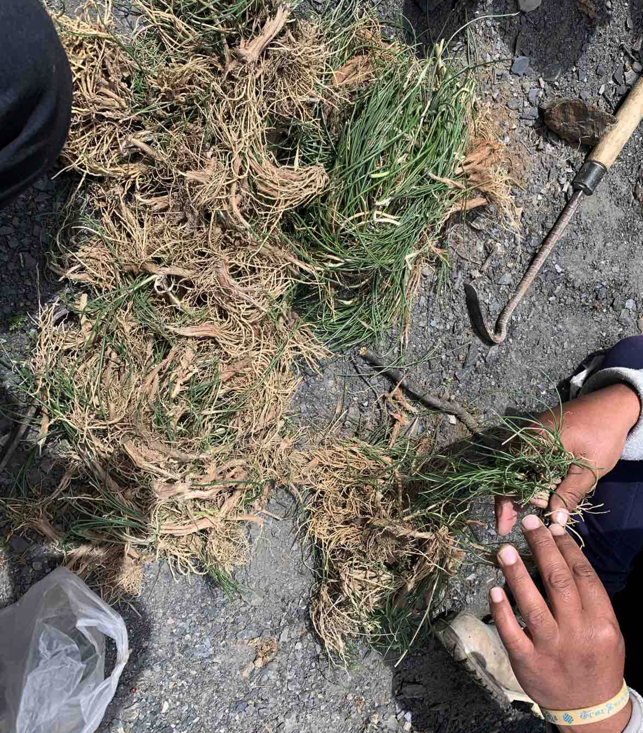 भान्छामा हिमाली वास्नादार जिम्बु