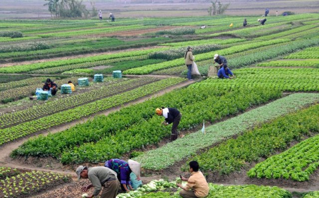 हिँउदे बालीको समय गुजारेर बङ्गलादेशबाट रासायनिक मल ल्याउने सम्झौता