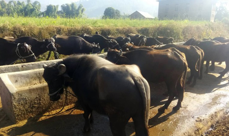 गोठ रित्तिँदै जान थालेपछि सामूहिक भैँसीपालन अभियान