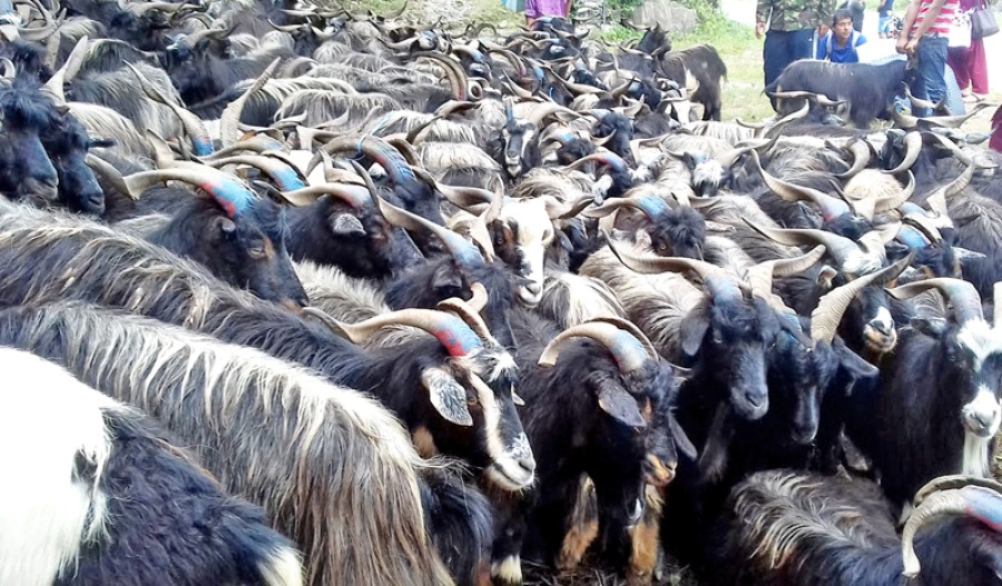 मुस्ताङबाट १२ हजार भेडा–च्याङ्ग्रा निकासी