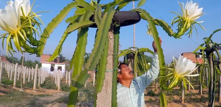 ड्रागनखेतीमा बित्दै पूर्वमन्त्री विष्टका दिन